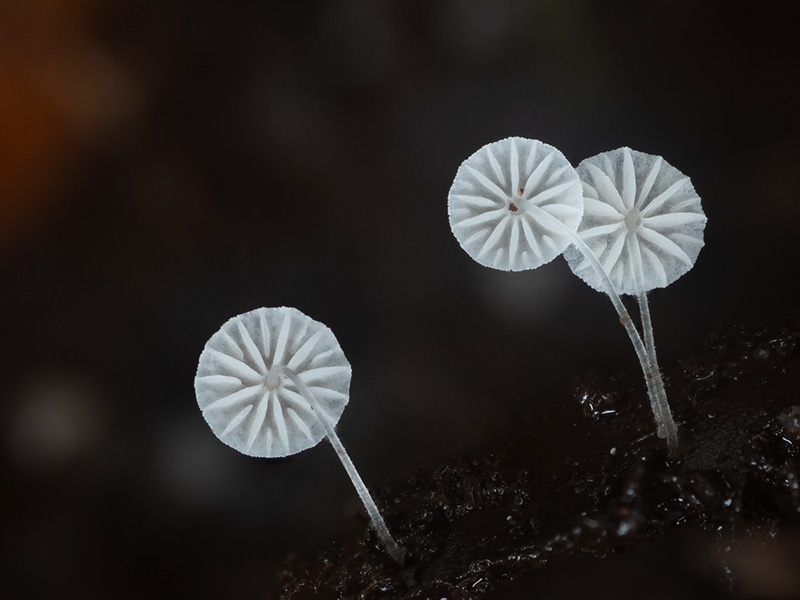 Mycena hawaiiensis
